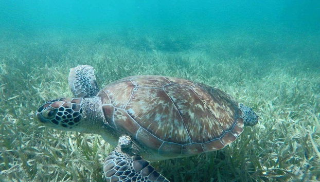 Tour in Lázaro Cárdenas - Photo 4