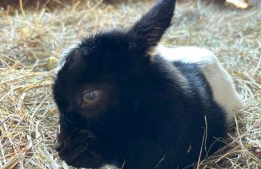 Domaine Le Pineau Private Pool & Nordic Jacuzzi Loire Valley - Foto 34