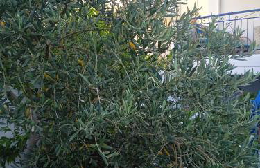 SeeTheSea Apartment Kanali - Foto 39