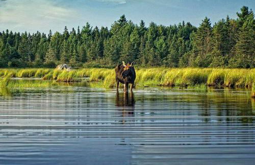 Homey Cabin Rentals Nestled in Nature along Kennebec River, Maine - Foto 18