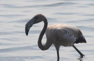 Gîte La Tchoupetta - Foto 28