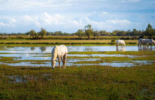 Coucher de soleil en Camargue - Foto 39