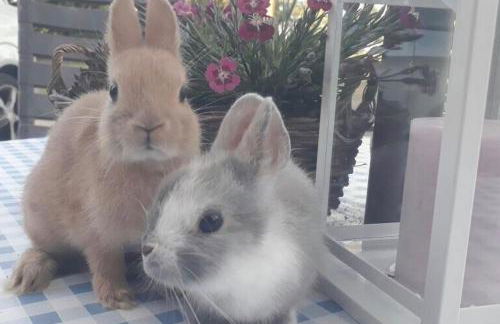 Ferienwohnung Süderfeld - Foto 25