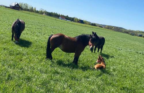 Nini House Giże - Foto 33