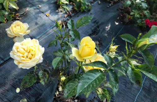 Casadelsale - Foto 20