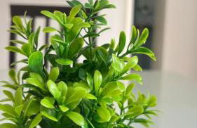 Ótimo apartamento, climatizado e pertinho da Orla - Foto 12