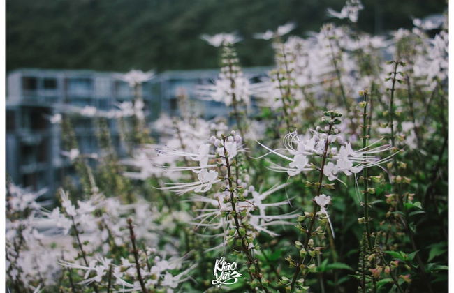 The Valley Khaoyai by Atkarut - Photo 41