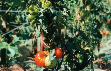 The Cottage in the Trees - Foto 30