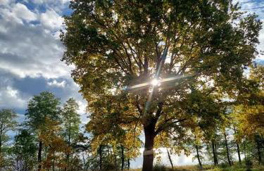 Mazurski Domek Papy Smerfa plaża pomost jezioro prywatny staw gospodarstwo pasieka - Foto 13