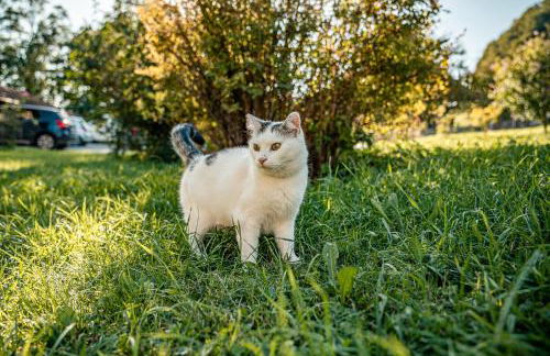 Schoberhof - Foto 11