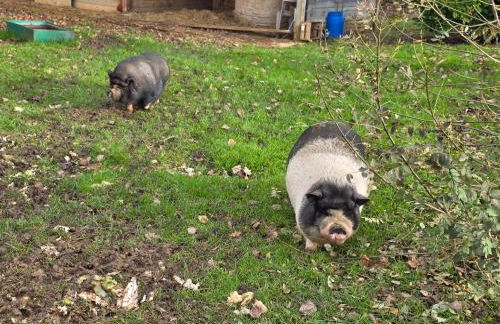 Nid du merle avec sauna et jacuzzi privatif - Foto 50