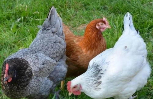 Ferienhof Broger FeWo Bergblickle mit Pool - Foto 48