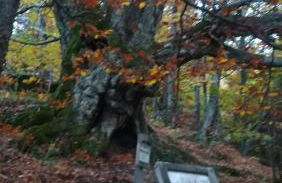 La Lancha del Jerte - Foto 29