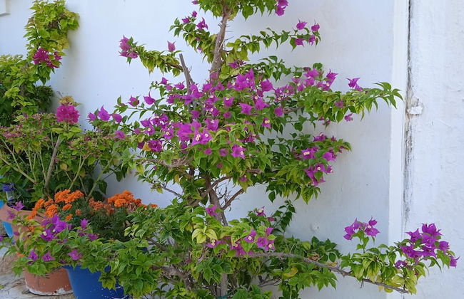 Alkistis Cozy By The Beach Apt in Ikaria Island, Therma Ground Floor - Foto 23