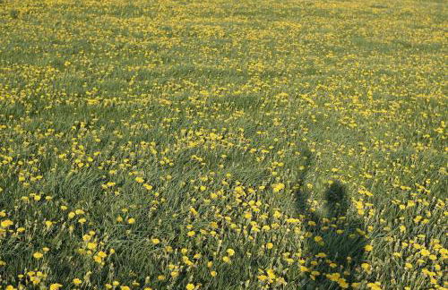 Hollerhof - Urwüchsiges Paradies - Kreativurlaub - Foto 31