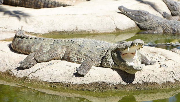 Crocodile Park - Foto 3