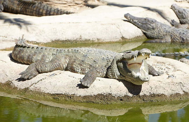 Billet pour le Crocodile Park - Photo 3