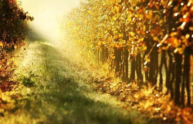 AGRITURISMO L'EREMO - Photo 38