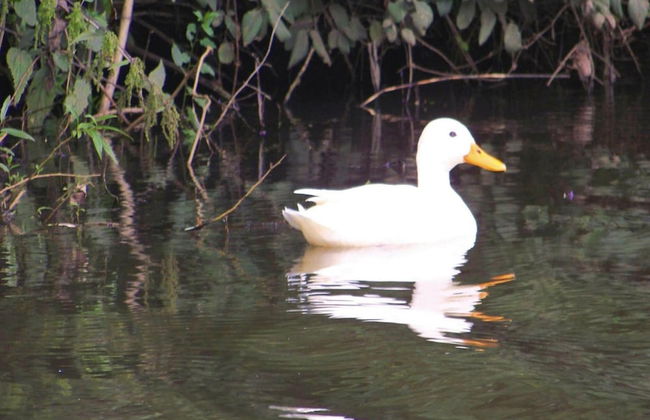Ferienwohnung am Kummerower See, Sommersdorf - Foto 15