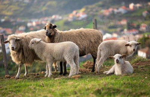 Bella Vista (Heated Pool & Private Parking) - Foto 33