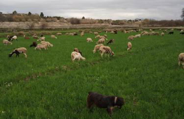 Cueva de la abuela - Foto 39