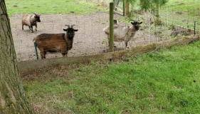 Reiterhof Groß Stubben - Foto 4