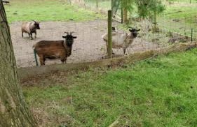 Reiterhof Groß Stubben - Foto 4