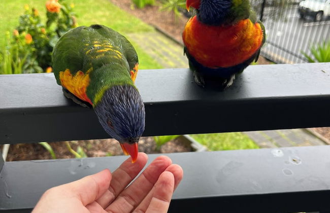 Shelly Beach Holiday Park - Foto 39