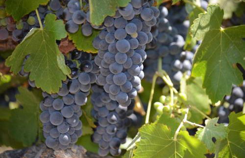 Oakwood Lodge - Foto 51