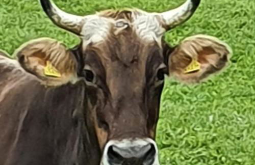 Bergkristall - Freie Fahrt Allgäuer Hörnerbahnen im Sommer - Foto 14