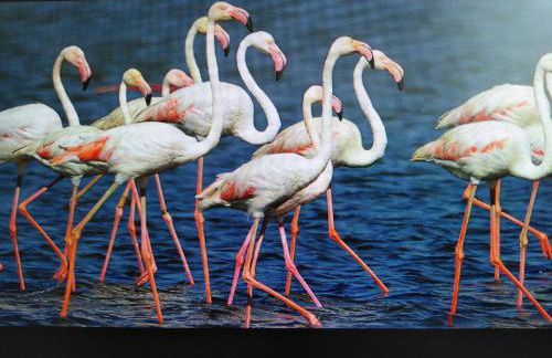 La Llar de Laura - Foto 8