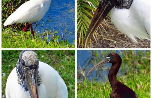 Woodstork Pond Cottage - Foto 40