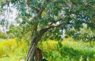 Finca Can Alba - Photo 55