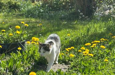 Ferienhaus Alpenblick - Foto 14