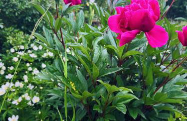 DOMEK LUBENIA - Foto 28