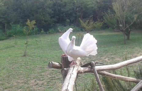 Mulino a vento - Foto 42