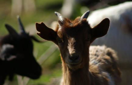 L'Oasi del Cervo - Foto 17