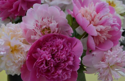 Ferienwohnungen Steinhof-Littmann - Foto 68