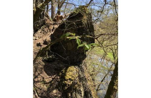 Holiday Home Am Beulskopf - Foto 47