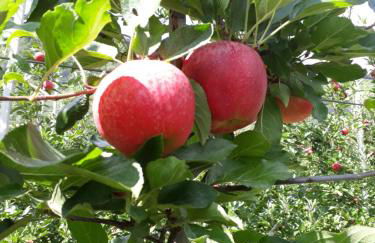 Schrotthof - Foto 17