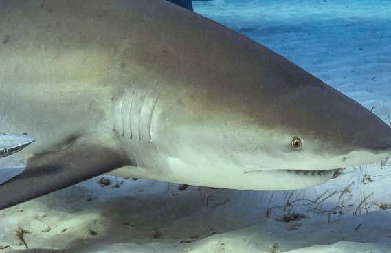 Plongée avec les requins-bouledogues à Playa del Carmen - Photo 8