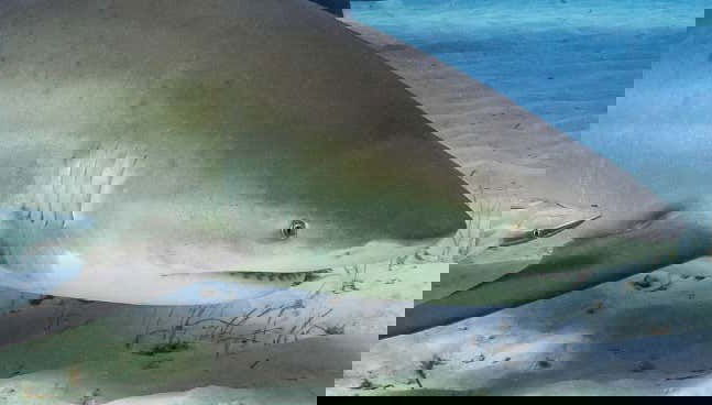 Plongée avec les requins-bouledogues à Playa del Carmen