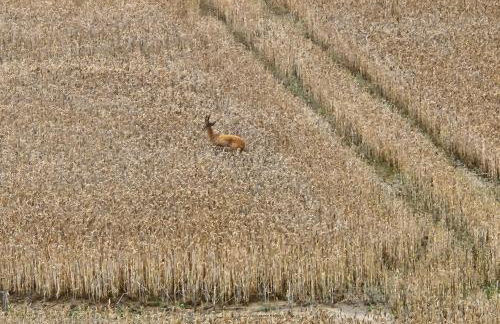 Złota Widokówka - Foto 48