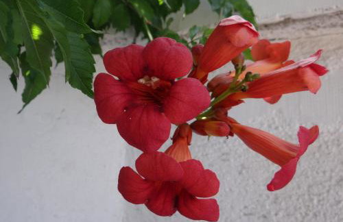 Apartments Bassi - Foto 26