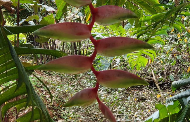 Jaco-carara 3 Bdrm Surrounded by Rainforest With Private Pool - Foto 35