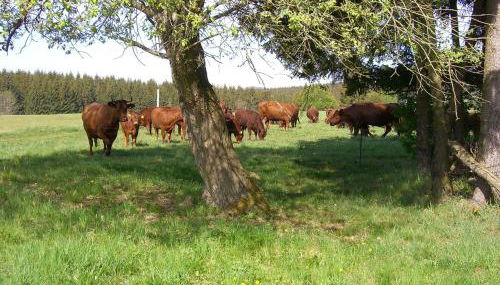 Ferienwohnungen Königshof - Foto 2