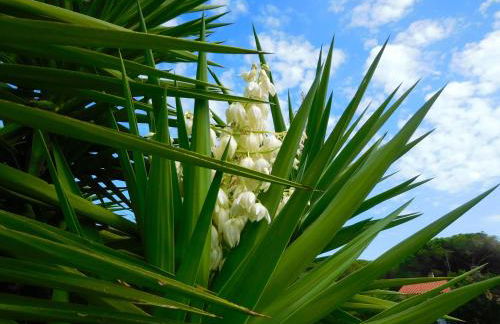 Residence La Pineta - Foto 62