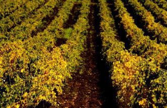 Fattoria Casabianca - Foto 60