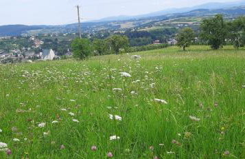 Domek pod Skiełkiem - Photo 76