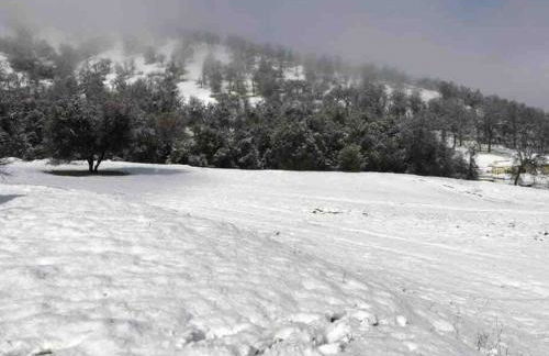 Waxberry Getaway Sequoia/Kings Canyon National Pks - Foto 76